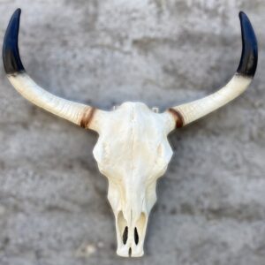 Statua teschio di toro bue mucca con corna, scultura animale  in resina